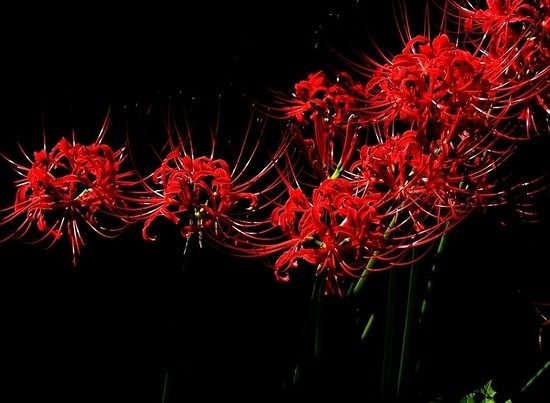 Qual o significado do lírio-aranha vermelho nos animes Qual o significado do lírio-aranha vermelho nos animes
